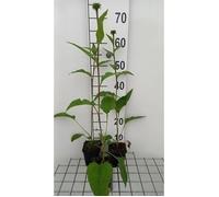 6x Tournesol - Echinacea purp. Summer Cocktail' | 9x9 cm pot