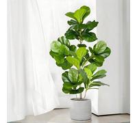 70-135 cm Grand arbre de figuier de Barbarie artificiel, branche de plante en caoutchouc, feuilles en plastique de ficus, convient pour la décoration intérieure et extérieure de la maison et du jardin