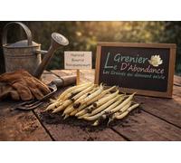 75 grammes à semer - Le Grenier d'Abondance - HARICOT Beurre Rocquencourt - Phaseolus vulgaris