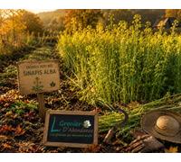 75 grammes de graines à semer - Le Grenier d'Abondance - ENGRAIS Vert - Sinapis Alba