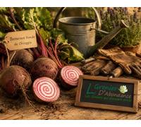 75graines à semer - Le Grenier d'Abondance - BETTERAVE Ronde de Chioggia - Beta vulgaris