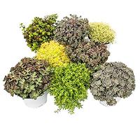 8 plantes Hardy Sedum - orpin - jeu de couleurs varié 10,5cm pot