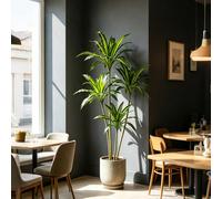 80-165cm Grand Arbre de Sang de Dragon Artificiel Plante de Palmier en Plastique Fausse Agave Tropicale Feuilles à Toucher Réel Feuilles de Bois Brésilien Vert Imitation Feuilles de Maïs Décoration Ma