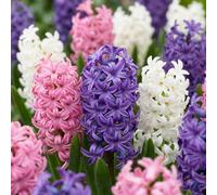 80x Hyacinthus Pastel mix - Pastel mix hyacint - Pastel - Voorjaarsbloeier - Bolmaat 14/15