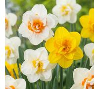 80x Narcissus Double mix - Gevulde narcis mix - Geel en Wit - Voorjaarsbloeier - Bolmaat 12/14