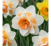 80x Narcissus Replete - Dubbele narcis Replete - Wit en Oranje - Voorjaarsbloeier - Bolmaat 10/12