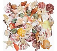 9 Sortes Mixte Océan Coquillages 2 Sortes Étoile de mer, 3-9 CM, Colorés Naturels, Parfait pour Les Décorations de Mariage pour fêtes à thème à la Plage