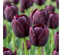 96x Tulipa Triumph Black - Triomftulp - Donker Paars - Voorjaarsbloeier - Bolmaat 11/12
