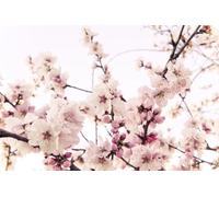 A.S. Création Papier peint Cherry Blossom 3,75 m x 2,50 m - WALLLOVE Papier peint fleurs de cerisier en rose, blanc y compris colle - DD129571