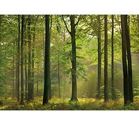A.S. Création Papier peint Forêt en automne - Papier peint Forêt arbre nature en vert - 366 x 254 cm XXL Papier peint mural
