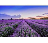 A.S. Création Papier peint Lavender Field 3,75 m x 2,50 m - WALLLOVE Papier peint Champ de lavande en violet, bleu y compris colle - DD129578