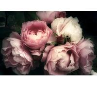 A.S. Création Papier peint Roses 3,75 m x 2,50 m - WALLLOVE Papier peint Pivoines en crème, rose y compris colle - DD129565