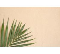 A.S. Création Papier peint Seaside 3,75 m x 2,50 m - WALLLOVE Papier peint Nature en beige, vert y compris colle - DD129606