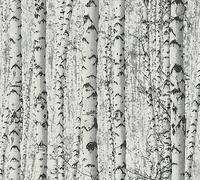 A.S. Création WTD Papier peint autocollant Motif forêt de bouleaux Noir/blanc 0,52 x 2,5 m Fabriqué en Allemagne