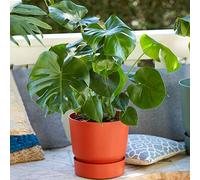 A vendre 1 x Plante Monstera Faux Philodendron | Parfaite pour la Maison ou le Bureau | 40-50cm avec pot