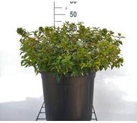 Abélia grand. 'Kaleidoscope'® - Abelia grandiflora Kaleidoscope 50- 60 cm Conteneur
