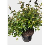 Abelia grand. prostrata' - Abélia 40- 50 cm en conteneur