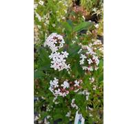 Abelia mosanensis 'Monia' / Abelie parfumée/Conteneur de 7 à 10 litres