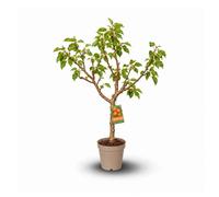 Abricotier – Prunus armeniaca - arbre fruitier – variété compacte - ↕ 80-90 cm – ⌀ 20 cm