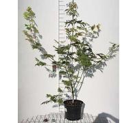 Acer jap. 'Aconitifolium' - Érable du Japon en conteneur 60- 80 cm