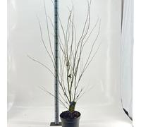 Acer pal. « Aoyagi » - Érable pleurode | 100-120 cm en pot