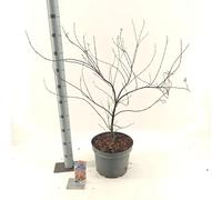 Acer pal. Royal Garnet - Érable pourvué | 80-100 cm en pot