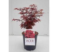 Acer palm. 'Shaina' - Érable du Japon en éventail Shaina 50- 60 cm Conteneur