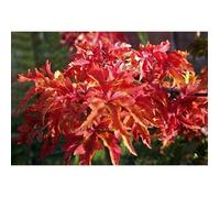 Acer palm. 'Shishigashira' - Erable Du Japon ,Érable Palmé 'Shishigashira'' 30- 40 cm en pot