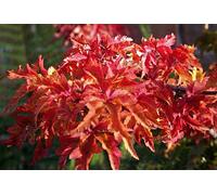 Acer palm 'Shishigashira' - Érable en éventail Contenant de 30 à 40 cm