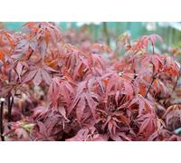 Acer palm. 'Skeeter's Broom' - Érable du Japon en éventail 50- 60 cm Conteneur