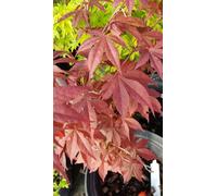 Acer palmatum 'Atropurpureum' / Erable du Japon pourpre