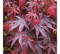 Acer palmatum "Bloodgood" | Érable du Japon palmé Plante de jardin à feuilles caduques Arbuste en pot