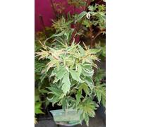 Acer palmatum 'Butterfly' / Erable du Japon