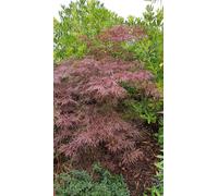 Acer palmatum 'Crimson Queen' / Erable du Japon pourpre
