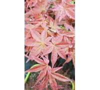Acer palmatum 'Deshojo' / Erable du Japon