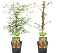 Acer palmatum dissectum "Emerald Lace" | Érable du Japon Arbuste à feuilles caduques en pot