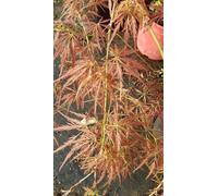 Acer palmatum dissectum 'Garnet' / Erable du Japon à feuilles rouge très découpées