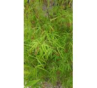 Acer palmatum 'Koto-No-Ito' / Erable du Japon