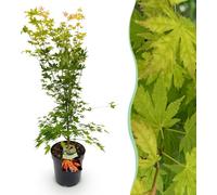 Acer palmatum Orange Dream - Érable japonais - Feuilles caduques - Orange - 80-90cm - Ø26cm - Plante de jardin