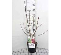 Acer palmatum 'Osakazuki' - Érable du Japon 50-60 cm en conteneur
