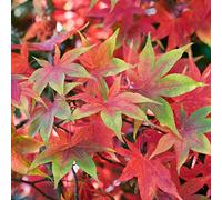 Acer palmatum "Osakazuki" | Érable du Japon Plante de jardin à feuilles caduques Arbuste en pot