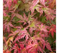 Acer palmatum "Phoenix" | Érable du Japon Plante de jardin à feuilles caduques Arbuste en pot
