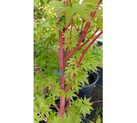 Acer palmatum 'Sangokaku' / Erable du Japon à l'écorce rouge corail
