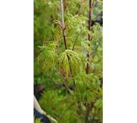 Acer palmatum 'Seiryu' / Erable du Japon