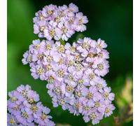 Achillea Lilac Beauty - Une plante vivace à floraison estivale