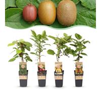 Actinidia Weiki & Hayward, Ken,s Red, Golden Kiwi - Plante kiwi - 1 Mâle - 3 Femelles - Plantes - Vert-Rouge-Jaune - 40-50cm - Ø15cm - Plante de jardin