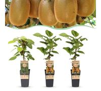 Actinidia Weiki & Hayward - Plante kiwi - 1 mâle - 2 femelles - Plantes - Vertes - 40-50cm - Ø15cm - Plante de jardin