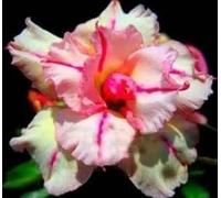 Adenium obesum 'Bonanza' - Rose du désert 5 Graines