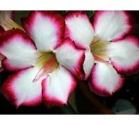 Adenium obesum 'Valentina' - Rose du désert 5 Graines
