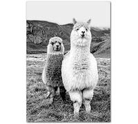 AdoDecor Impressions Sur Toile Photos d'alpaga en noir et blancTableaux Posters Impressions décoratives de lama pour chambre d'enfant Affiche Décoration Murale Salon Deco Chambre(Sans cadre)